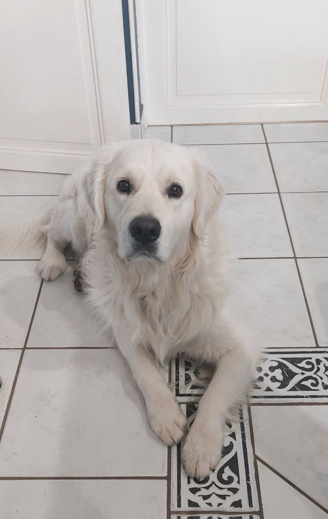 Valet de coeur dit Max Du Royaume De Goldie