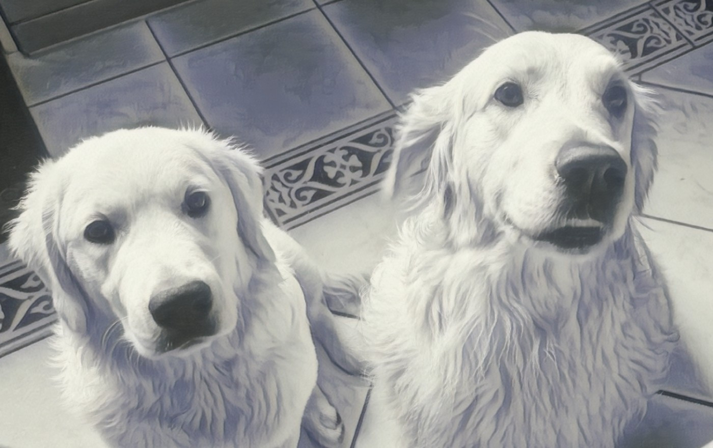 Naissance de bébés golden