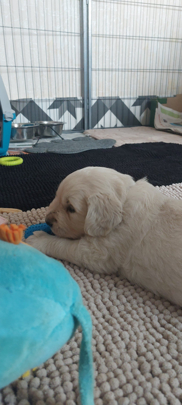 Claire Andre - Chiots disponibles - Golden Retriever