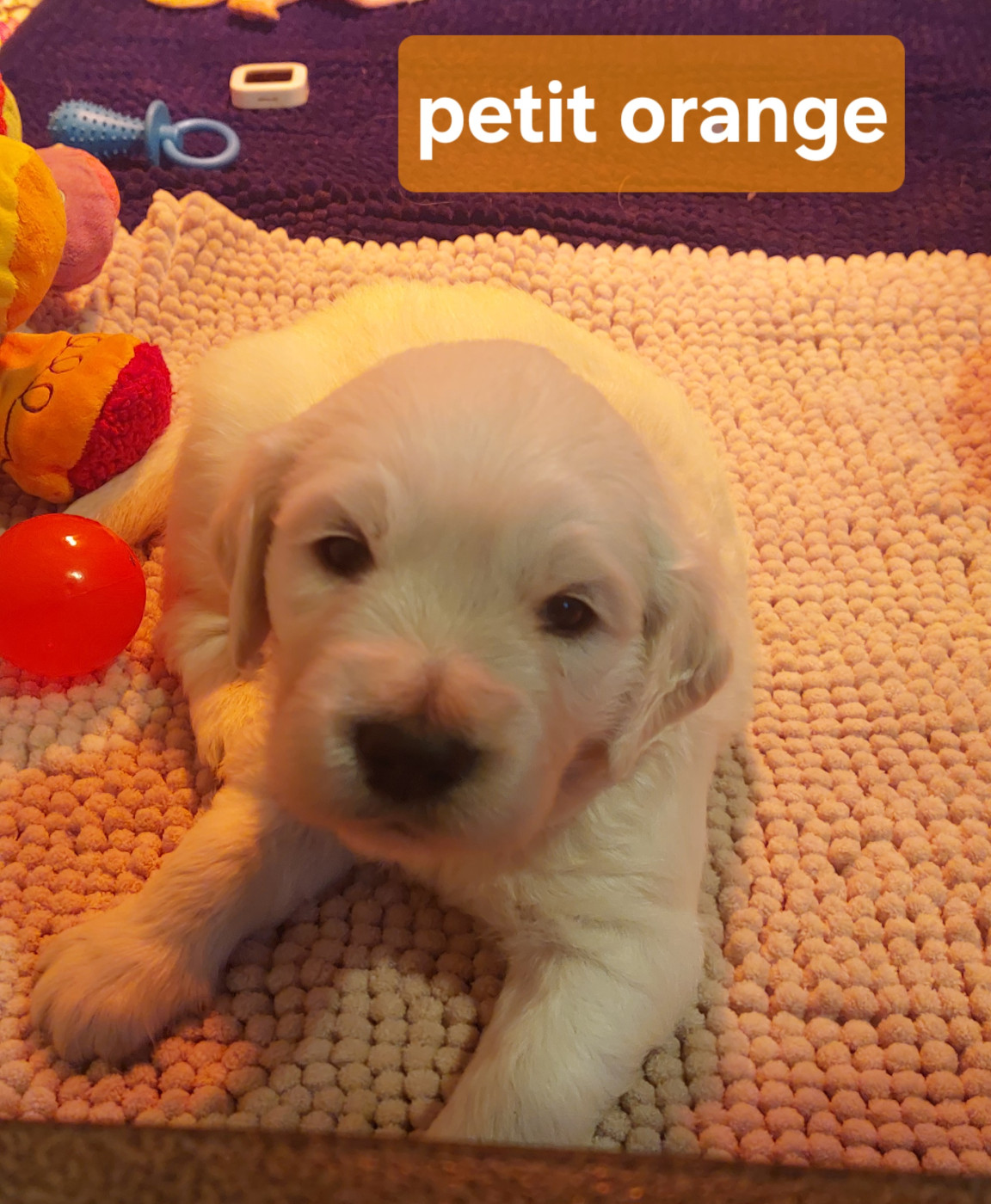 Claire Andre - Chiots disponibles - Golden Retriever