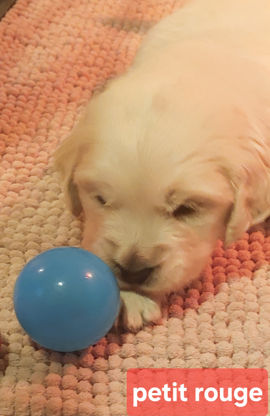 Claire Andre - Chiots disponibles - Golden Retriever