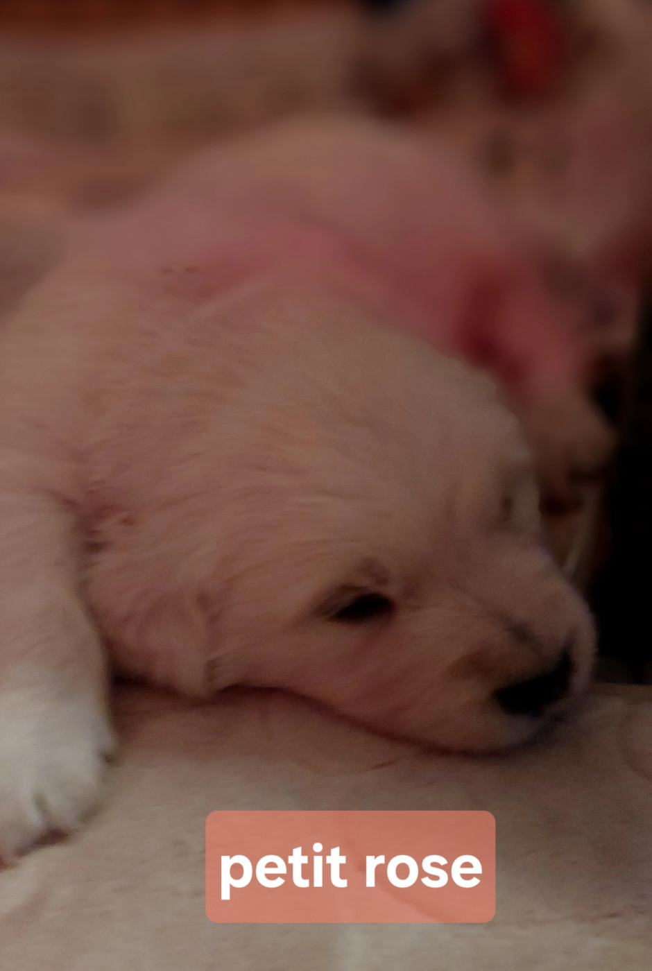 Claire Andre - Chiots disponibles - Golden Retriever