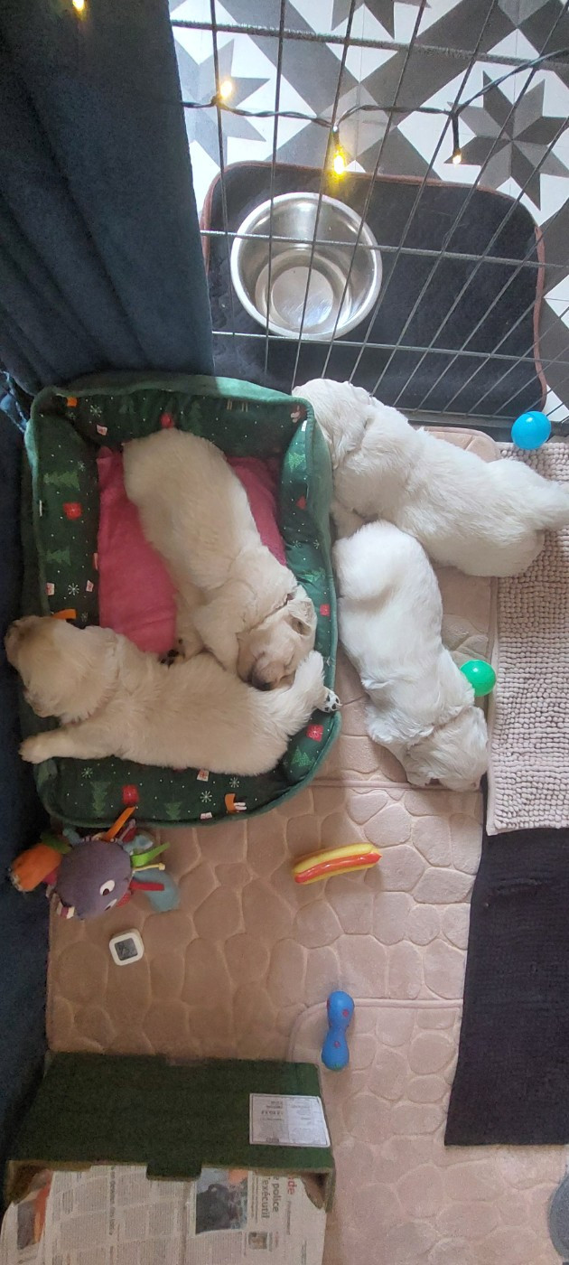 Chiot Golden Retriever Claire Andre