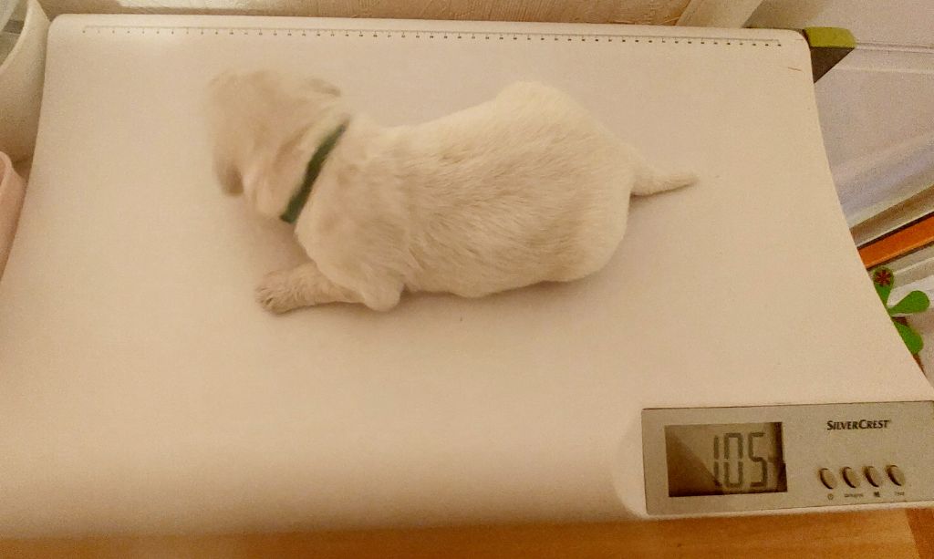 Claire Andre - Chiots disponibles - Golden Retriever