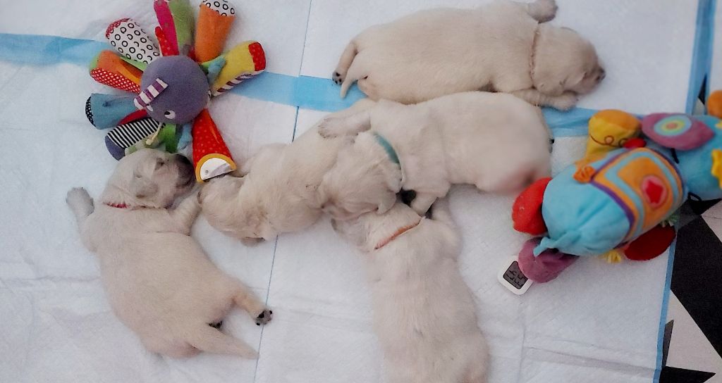 Claire Andre - Golden Retriever - Portée née le 11/11/2025