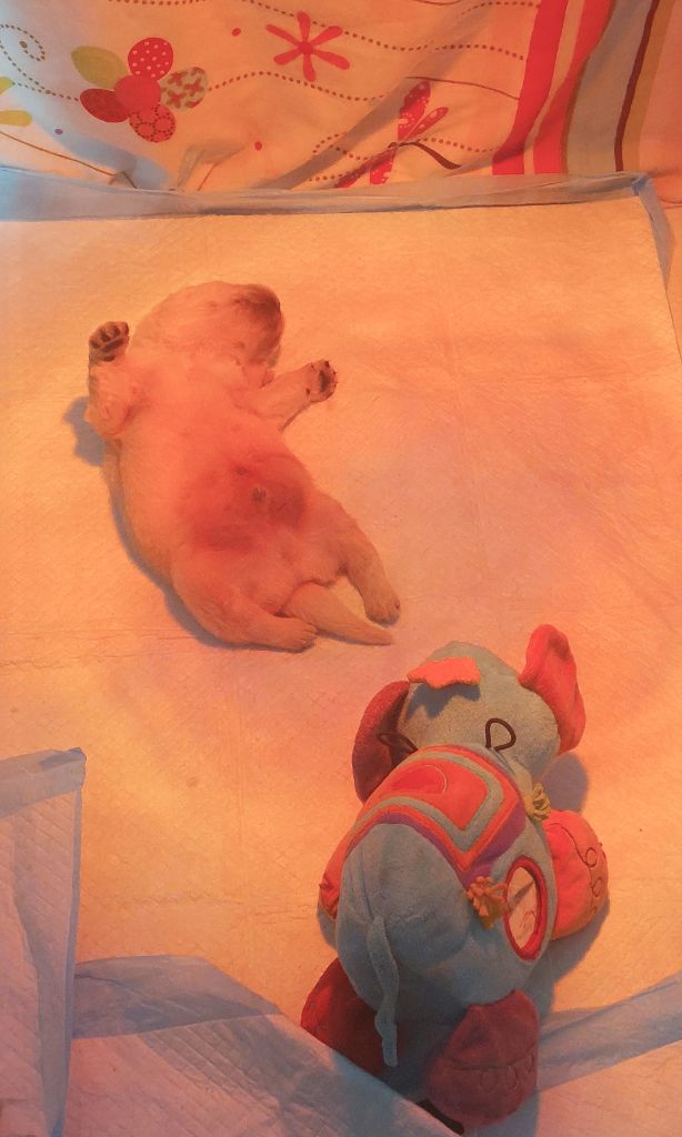 Claire Andre - Chiots disponibles - Golden Retriever